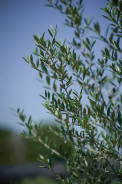 Olivos (Olea Europea) en internet