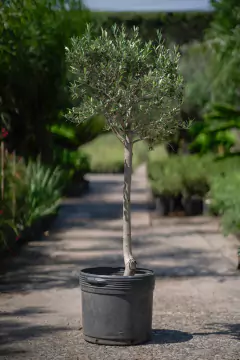 Olivos (Olea Europea) - comprar online