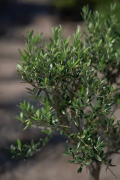 Olivos (Olea Europea) en internet