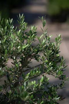 Olivos (Olea Europea) - Viveros El Botánico
