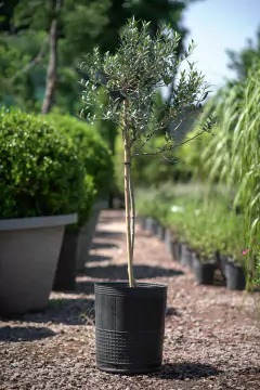 Olivos (Olea Europea) - tienda online