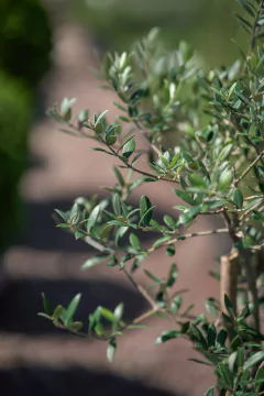 Imagen de Olivos (Olea Europea)