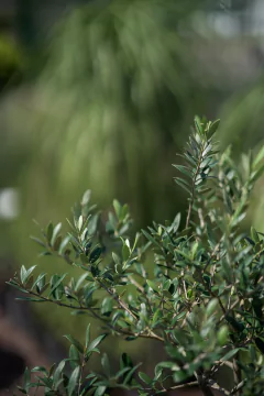 Olivos (Olea Europea)