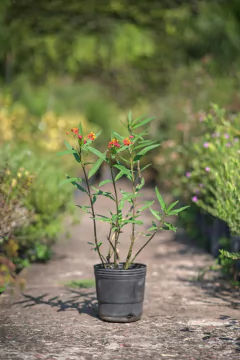 Asclepia - comprar online