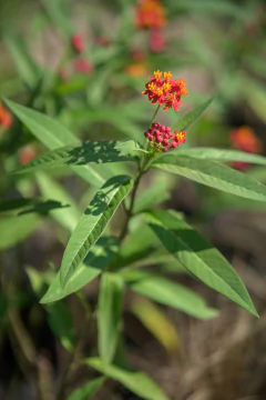 Asclepia - Viveros El Botánico