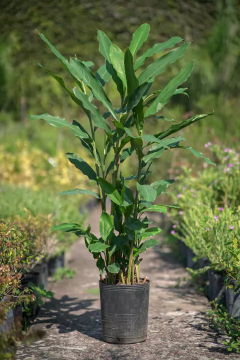 Hedychium Coronarium (Blanco) - comprar online