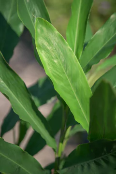 Hedychium Gardnerianum Amarillo en internet
