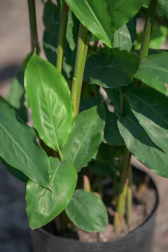 Hedychium Coronarium (Blanco) - Viveros El Botánico