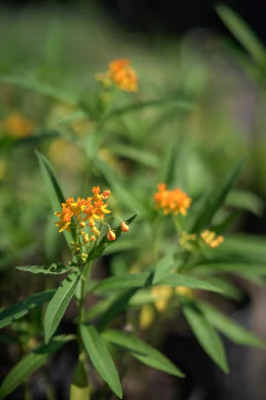 Asclepia - tienda online