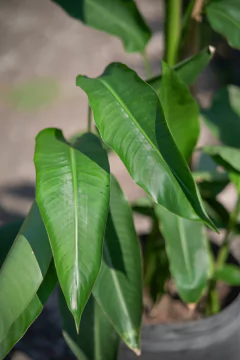 Heliconia Rostrata en internet