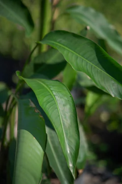 Heliconia Rostrata - Viveros El Botánico