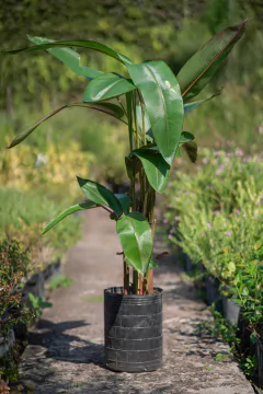 Heliconia Metallica - comprar online