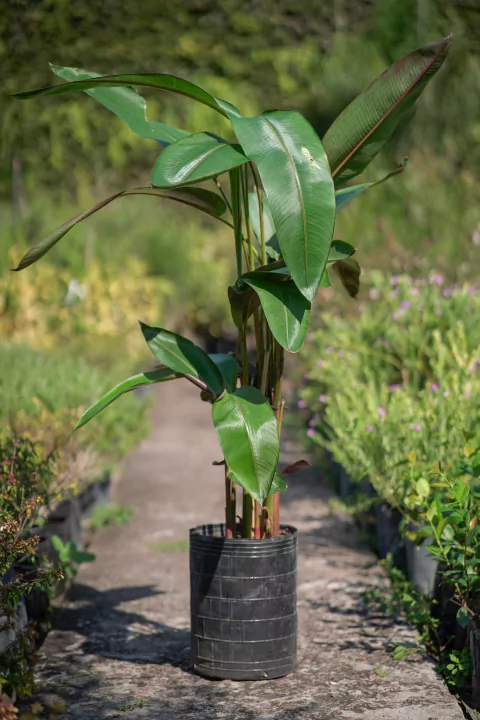 Heliconia Metallica - comprar online