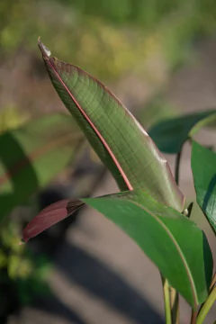 Heliconia Metallica - Viveros El Botánico