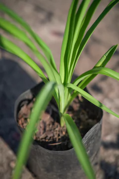 Hemerocallis Perenne en internet