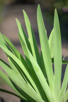 Iris - Viveros El Botánico