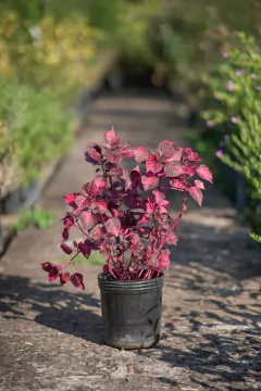 Iresine - comprar online