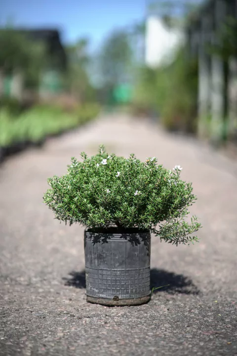 Westringia Fruticosa - comprar online