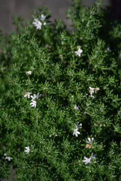 Westringia Fruticosa en internet