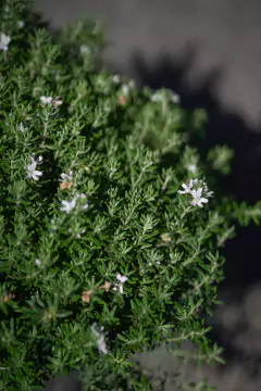 Westringia Fruticosa - Viveros El Botánico