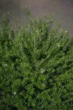 Westringia Fruticosa