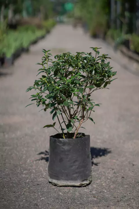 Laurentino (Viburnum Tinus Compacta) - comprar online