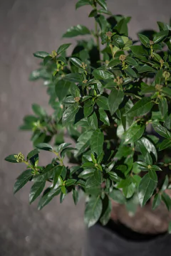 Laurentino (Viburnum Tinus Compacta) en internet