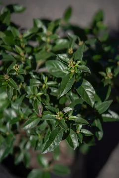 Laurentino (Viburnum Tinus Compacta) - Viveros El Botánico