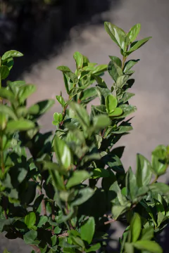 Laurentino (Viburnum Suspensus) en internet
