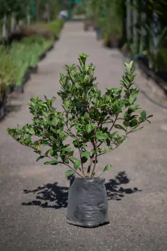 Laurentino (Viburnum Suspensus) - tienda online