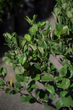 Laurentino (Viburnum Suspensus)