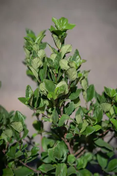 Imagen de Laurentino (Viburnum Suspensus)