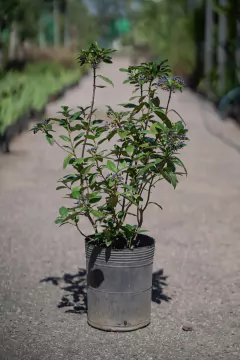 Laurentino (Viburnum Tinus) - comprar online