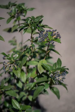 Laurentino (Viburnum Tinus) en internet