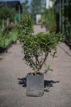 Laurentino (Viburnum Tinus) - tienda online
