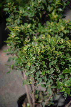 Laurentino (Viburnum Tinus)