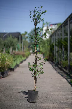 Jazmin de Leche (Trachelospermum Jasminoides) - comprar online