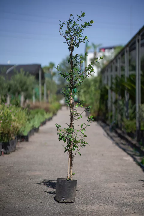 Jazmin de Leche (Trachelospermum Jasminoides) - comprar online