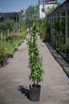 Jazmin de Leche (Trachelospermum Jasminoides) - tienda online