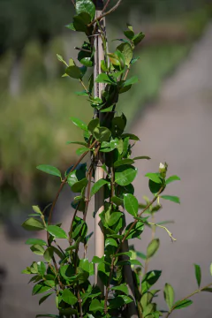Imagen de Jazmin de Leche (Trachelospermum Jasminoides)