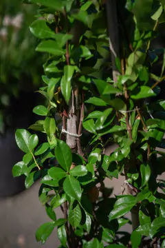Jazmin de Leche (Trachelospermum Jasminoides)