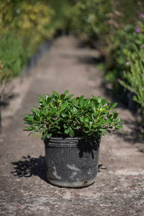 Azarero Nano (Pittosporum Tobira Wheeleri) - comprar online