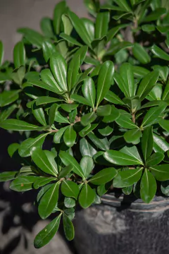 Azarero Nano (Pittosporum Tobira Wheeleri) - Viveros El Botánico