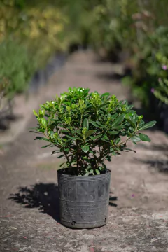 Azarero Nano (Pittosporum Tobira Wheeleri) - tienda online
