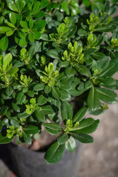 Azarero Nano (Pittosporum Tobira Wheeleri)