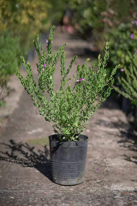 Polygala Grandiflora - comprar online