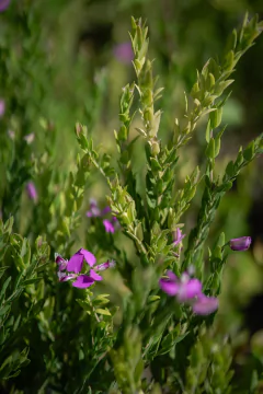 Polygala Grandiflora en internet