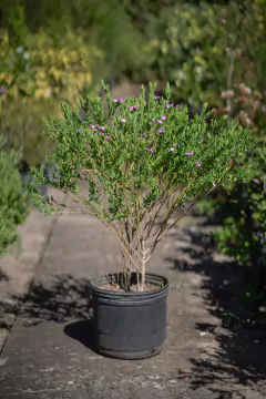 Polygala Grandiflora - Viveros El Botánico