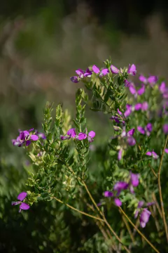 Polygala Grandiflora - tienda online
