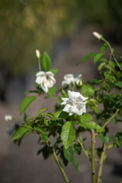 Rosales Iceberg en internet